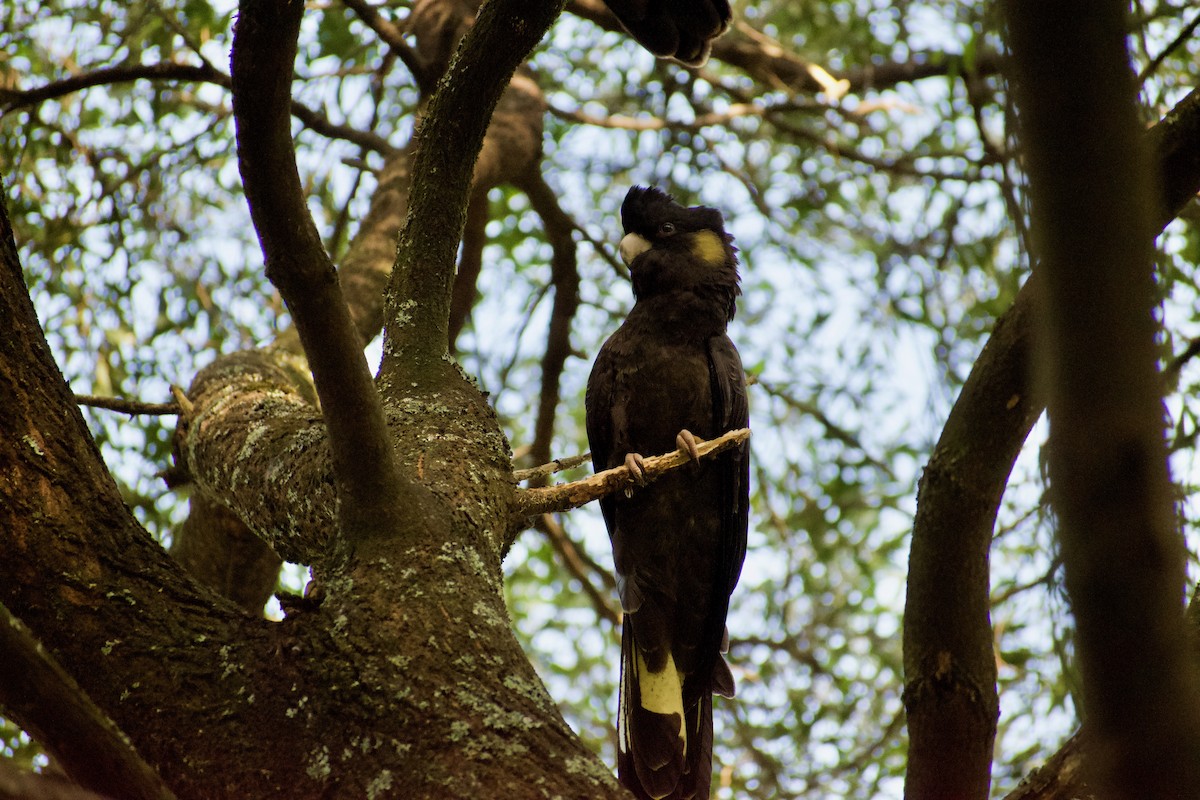 Yellow-tailed Black-Cockatoo - ML598906301