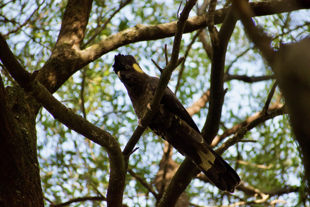 Yellow-tailed Black-Cockatoo - ML598906311