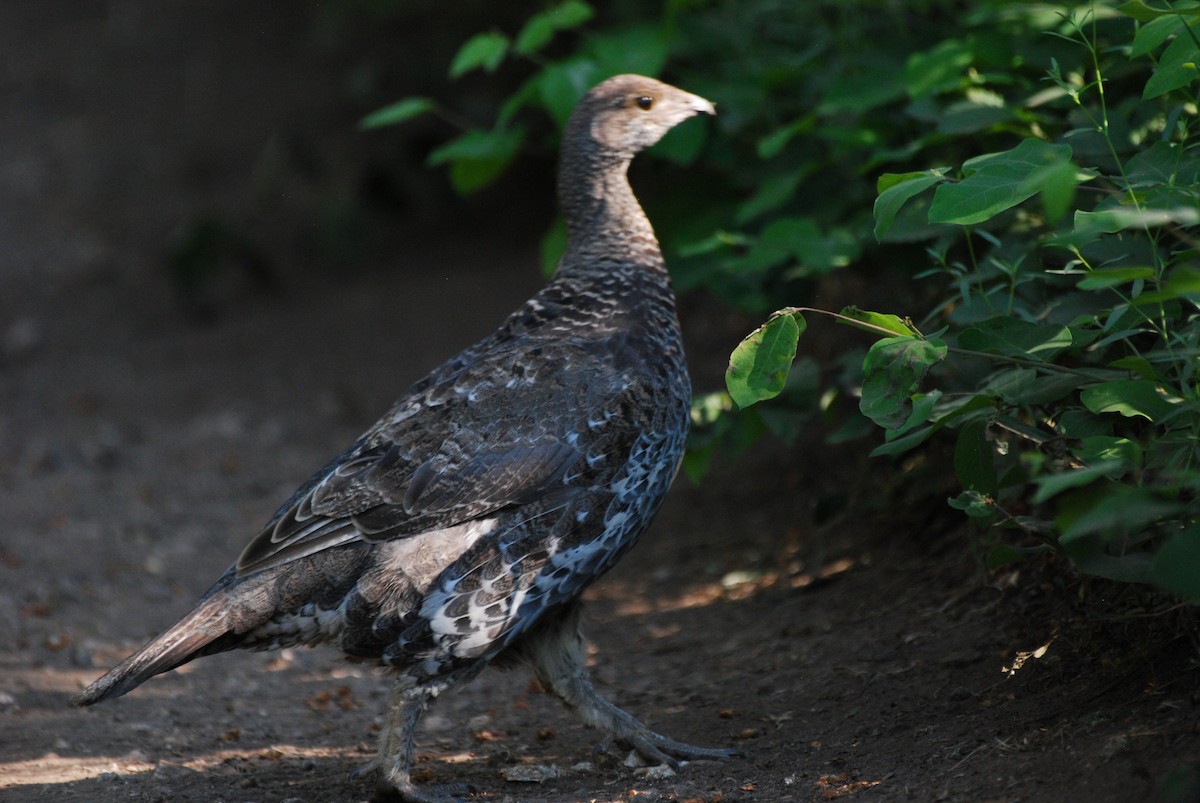 Dusky Grouse - ML598906591