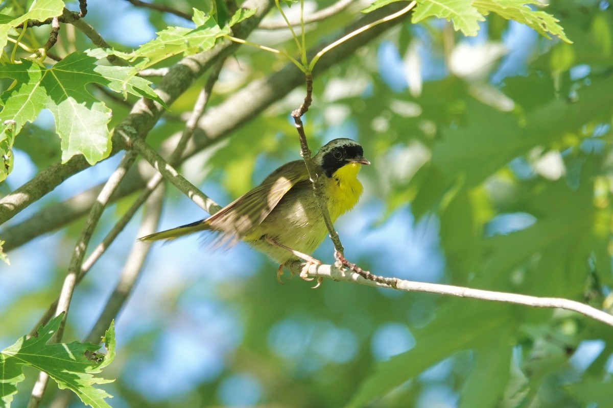 Common Yellowthroat - ML598908231