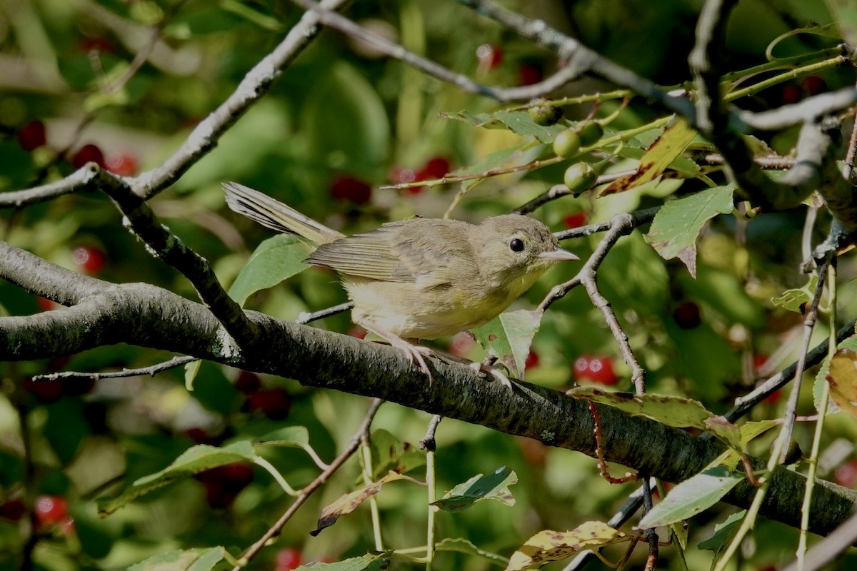 Common Yellowthroat - Carol Speck