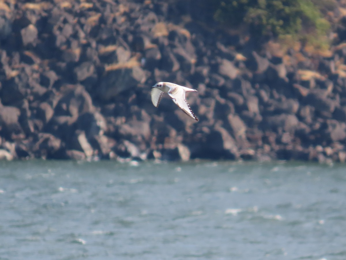 Bonaparte's Gull - ML598908741