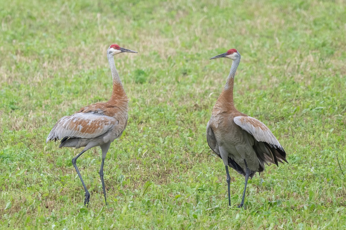 Sandhill Crane - Annie Lavoie