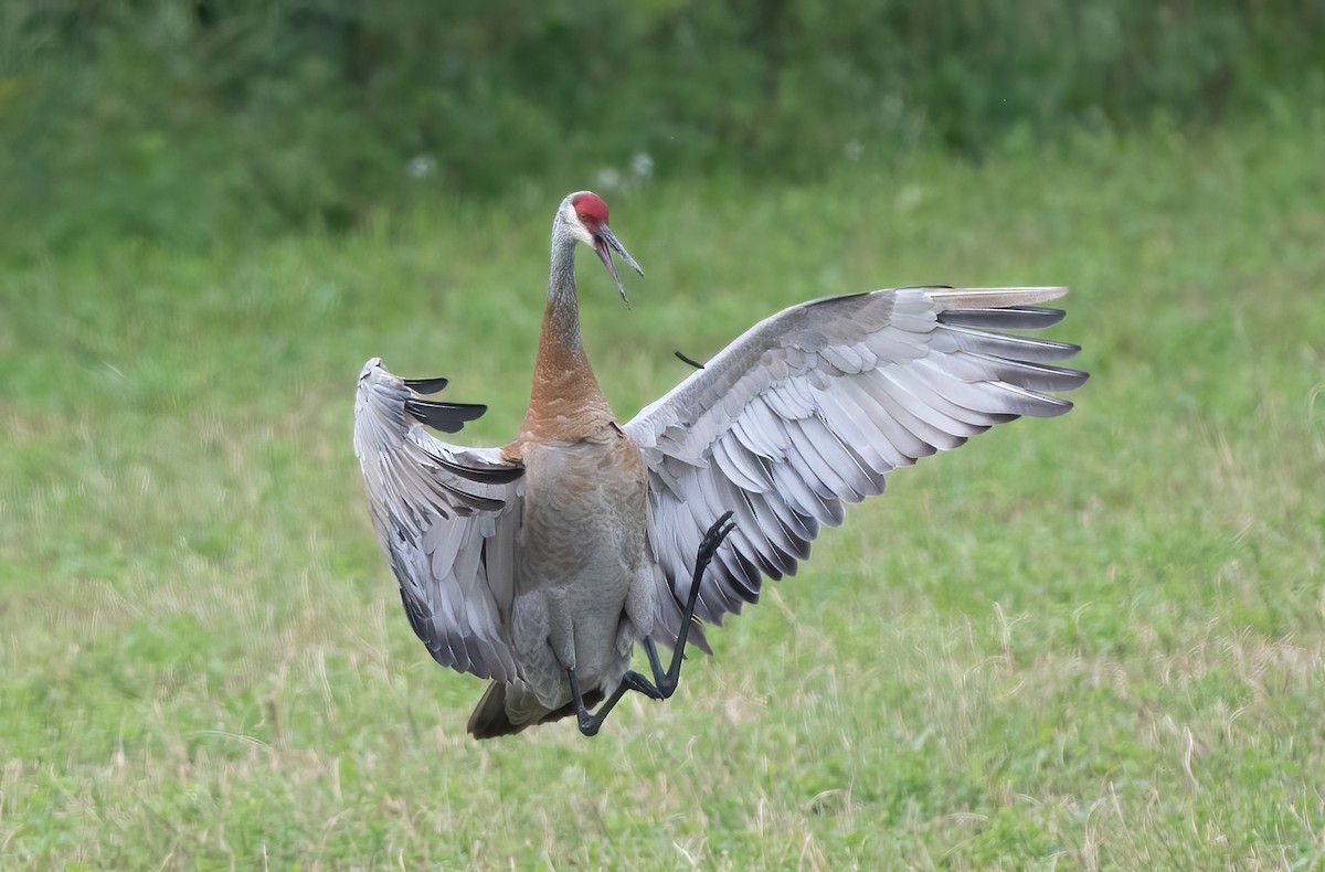 Sandhill Crane - Annie Lavoie