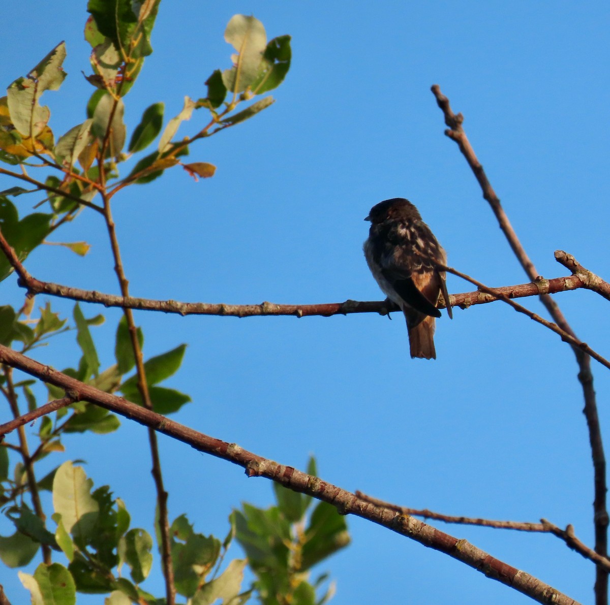 Cliff Swallow - ML598910671