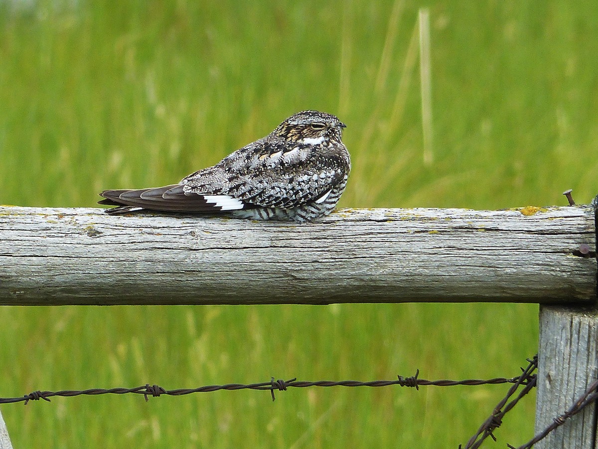 Common Nighthawk - Vincent  T Cottrell