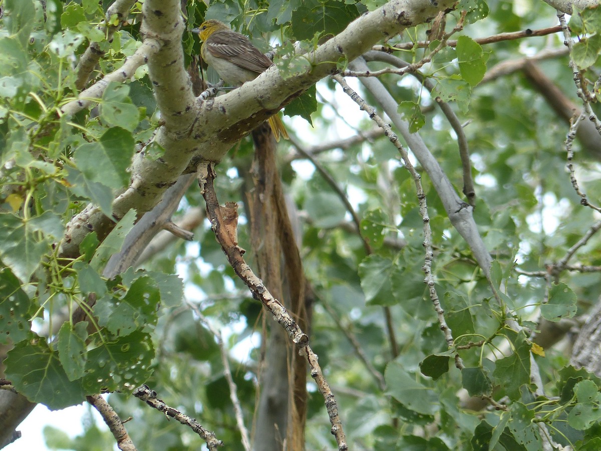 Oriole de Bullock - ML598910851