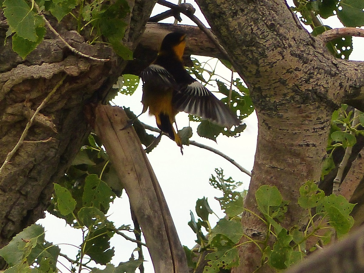 Bullock's Oriole - Vincent  T Cottrell