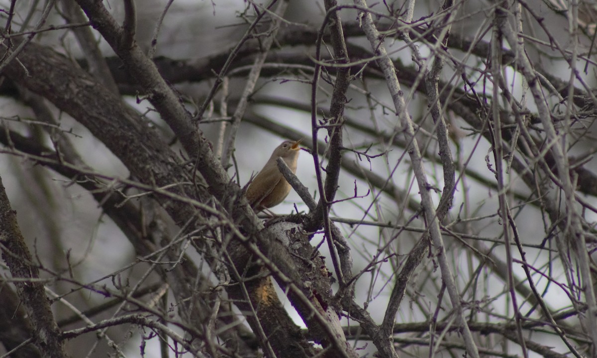 House Wren - ML598911461