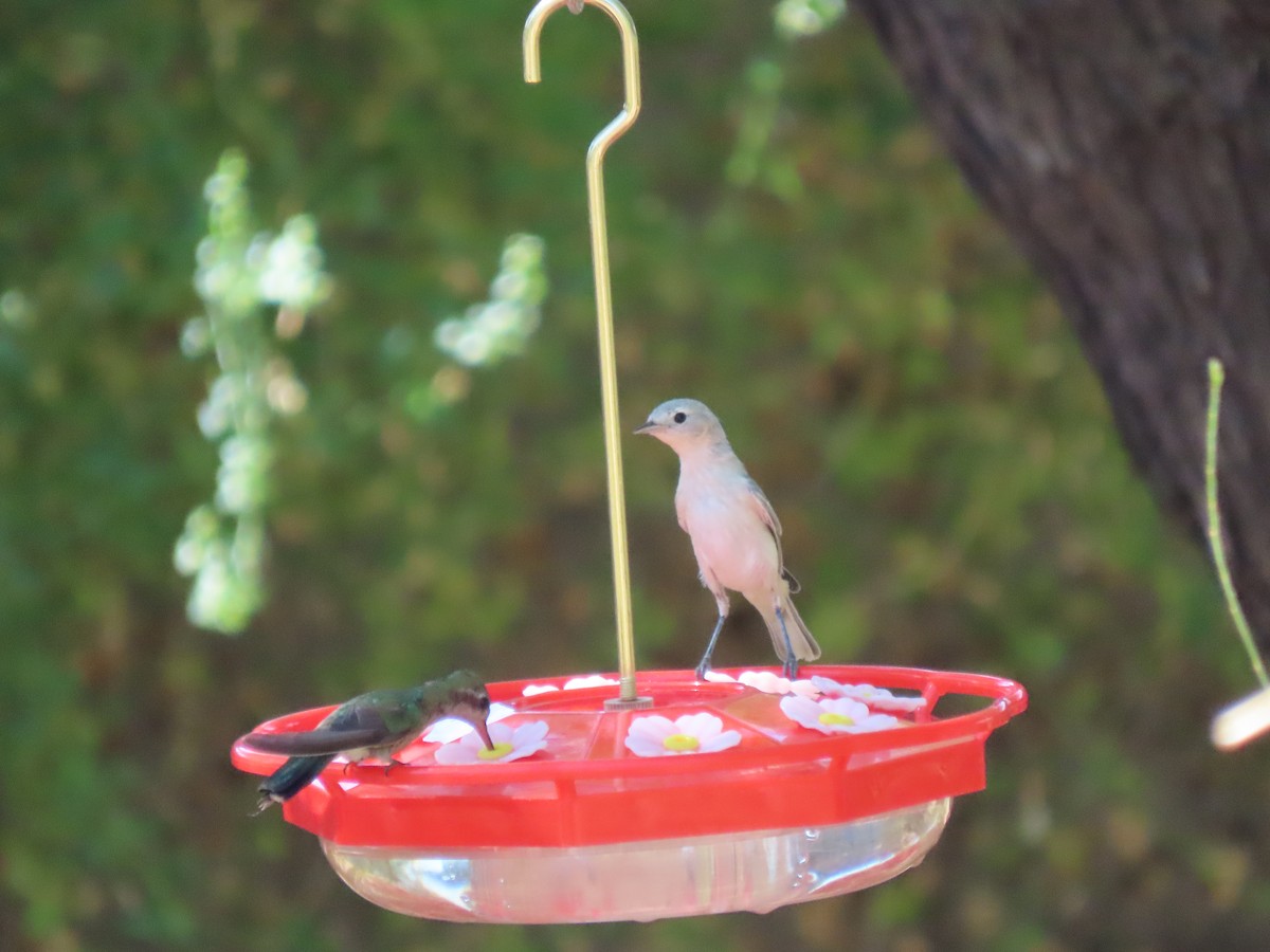 Lucy's Warbler - ML598912371