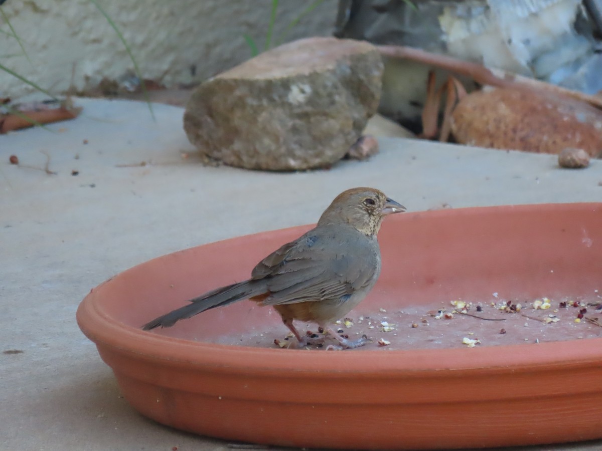 Canyon Towhee - ML598912471