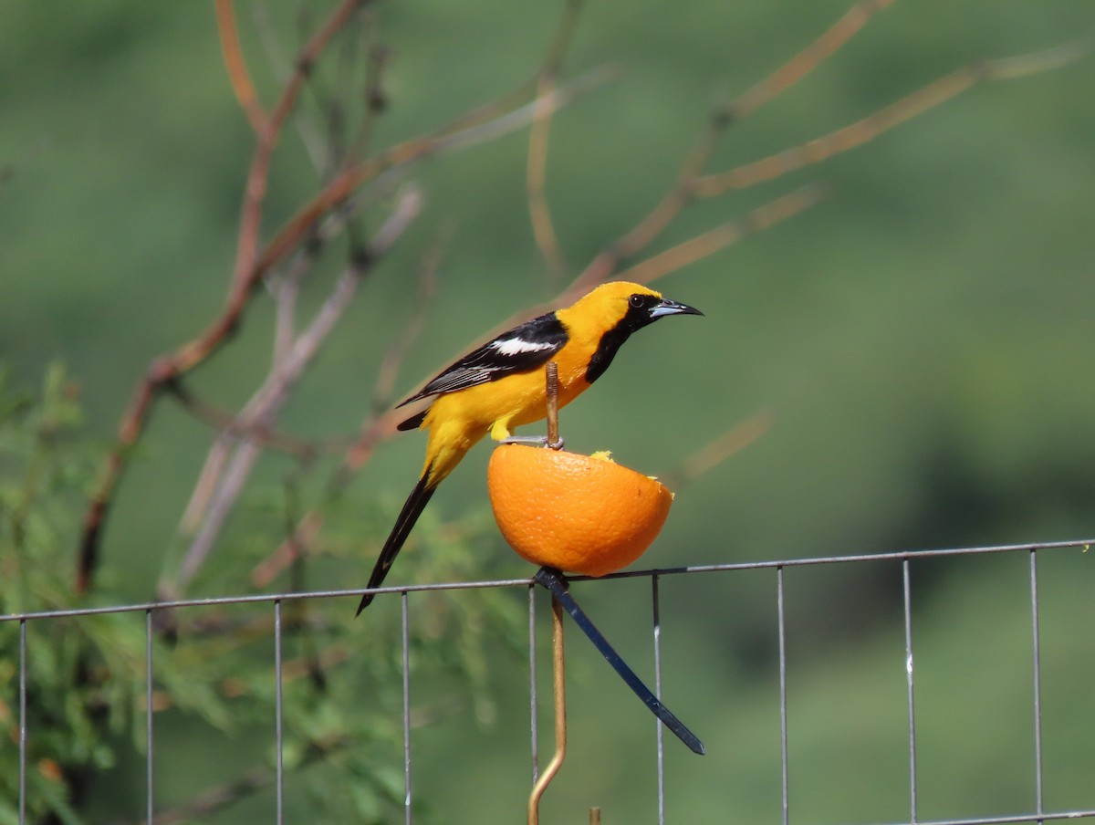 Hooded Oriole - ML598912541
