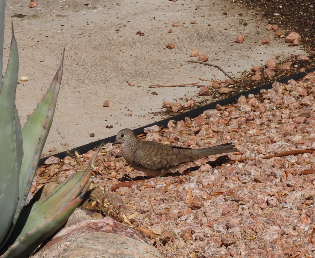 Inca Dove - ML598912601