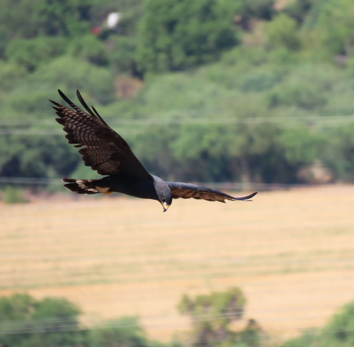 Zone-tailed Hawk - ML598912681