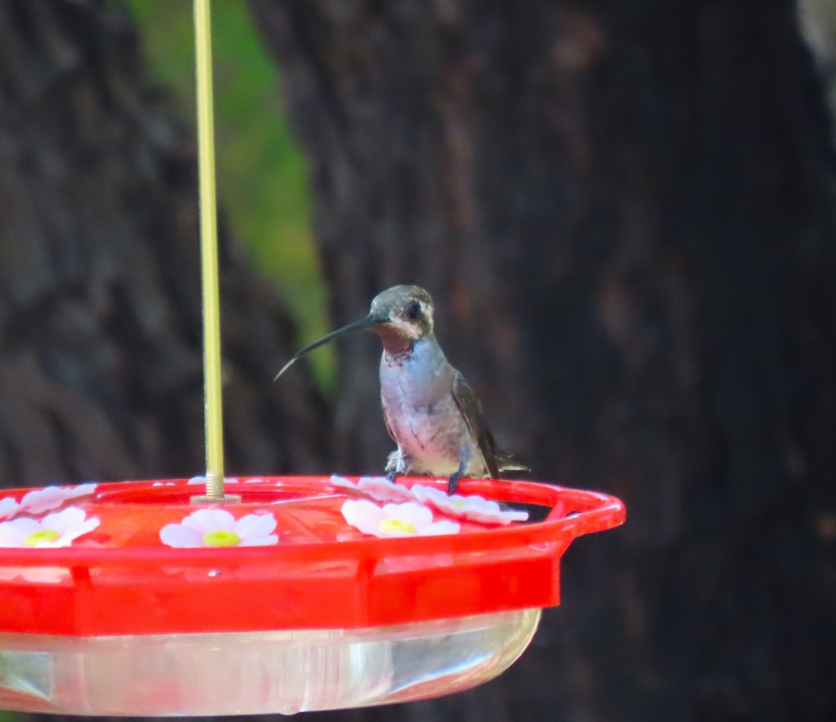 Plain-capped Starthroat - ML598912831