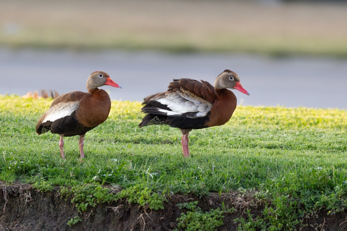 Black-bellied Whistling-Duck - Nicholas March
