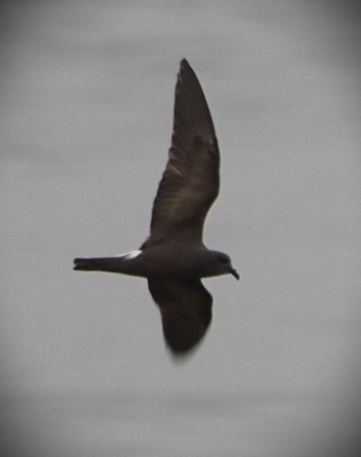 Leach's Storm-Petrel - ML598914831