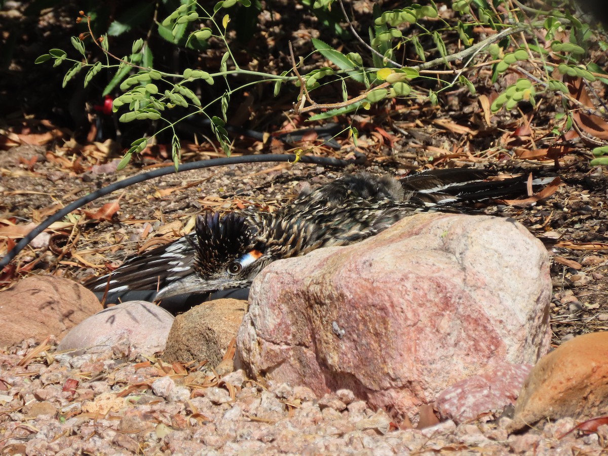 Greater Roadrunner - ML598914971