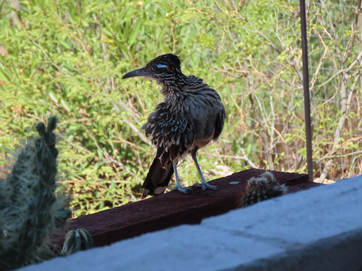 Greater Roadrunner - ML598914991