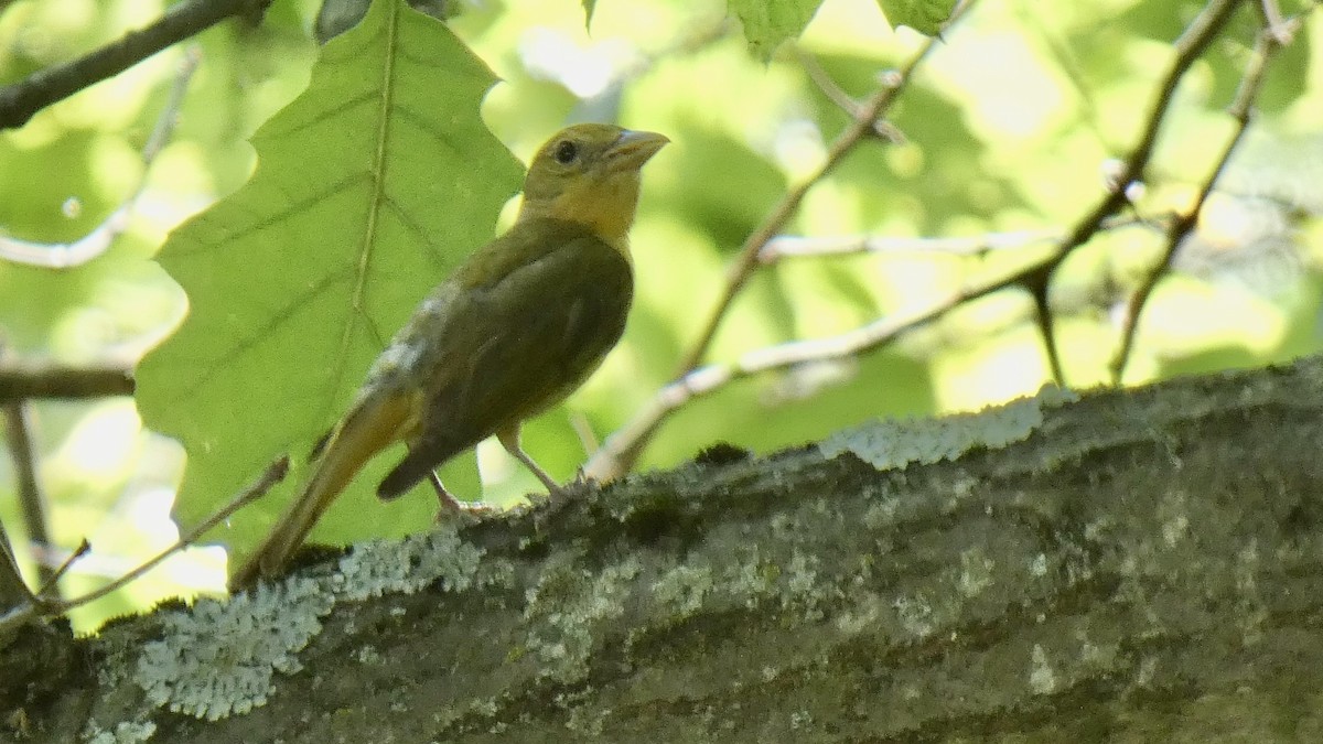 Summer Tanager - ML598915631