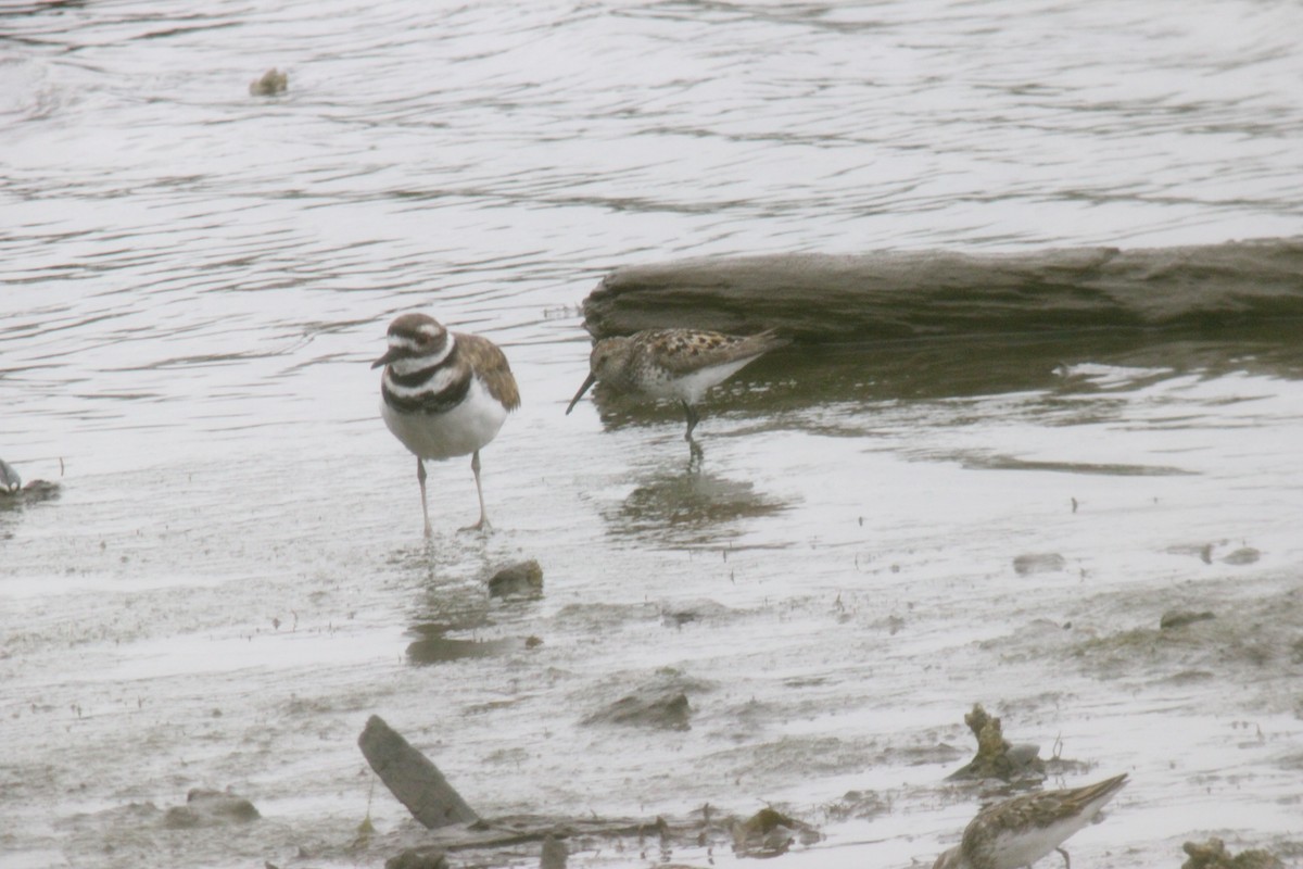 Western Sandpiper - ML598916031