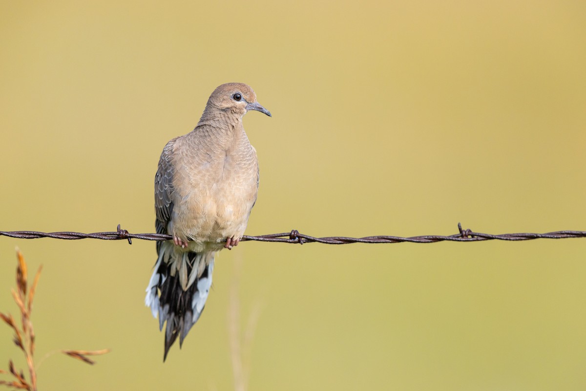 Mourning Dove - ML598916331