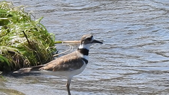 Killdeer - André St Pierre Aline Beauchemin