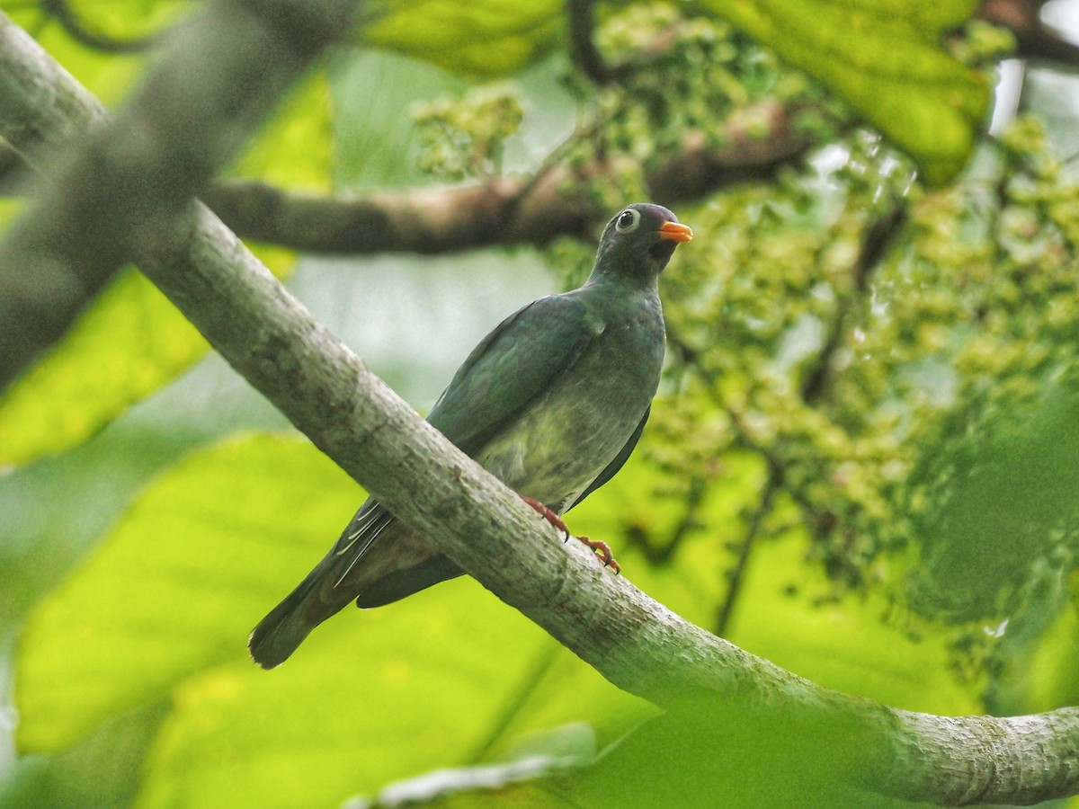 Jambu Fruit-Dove - ML598917431