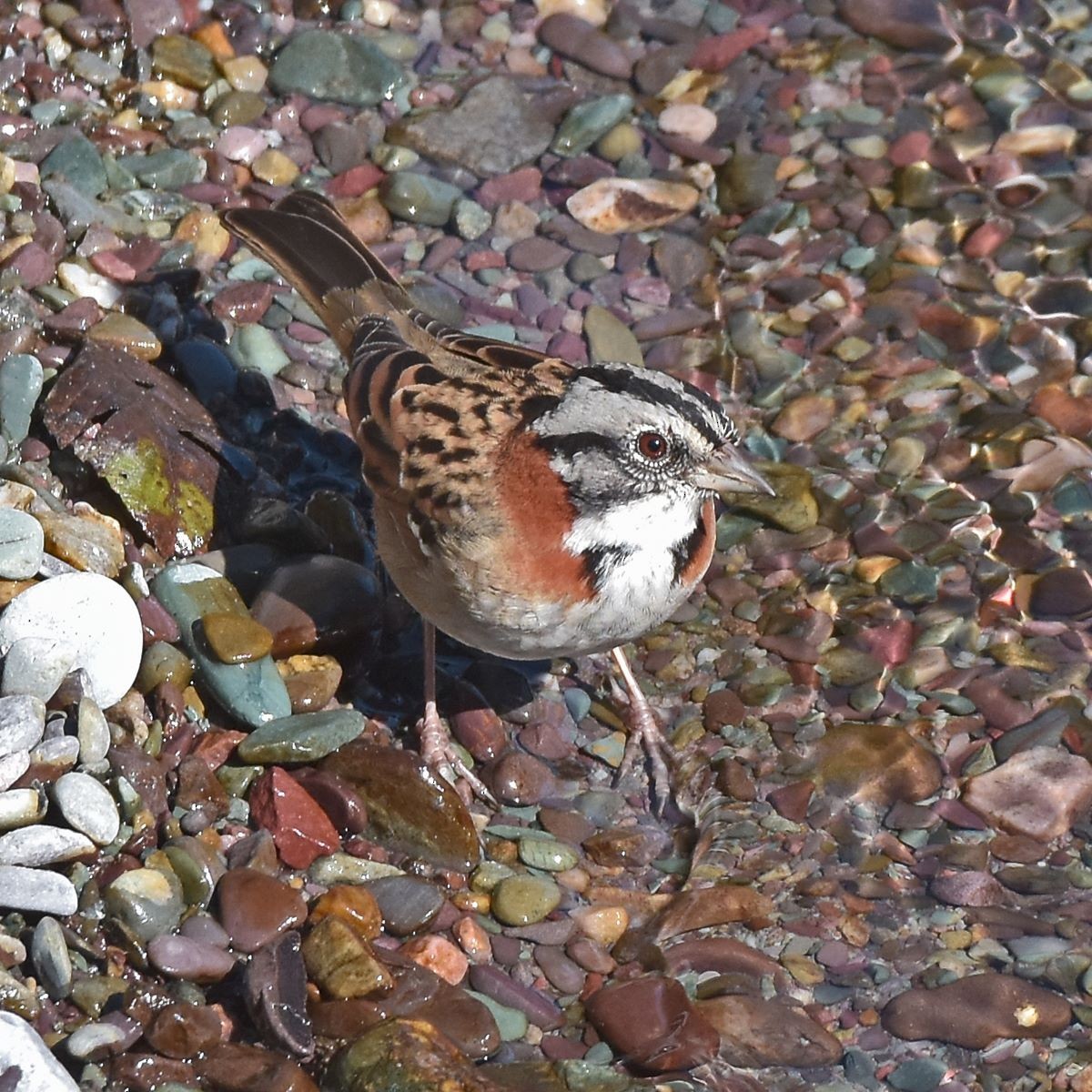 Rufous-collared Sparrow - ML598918461