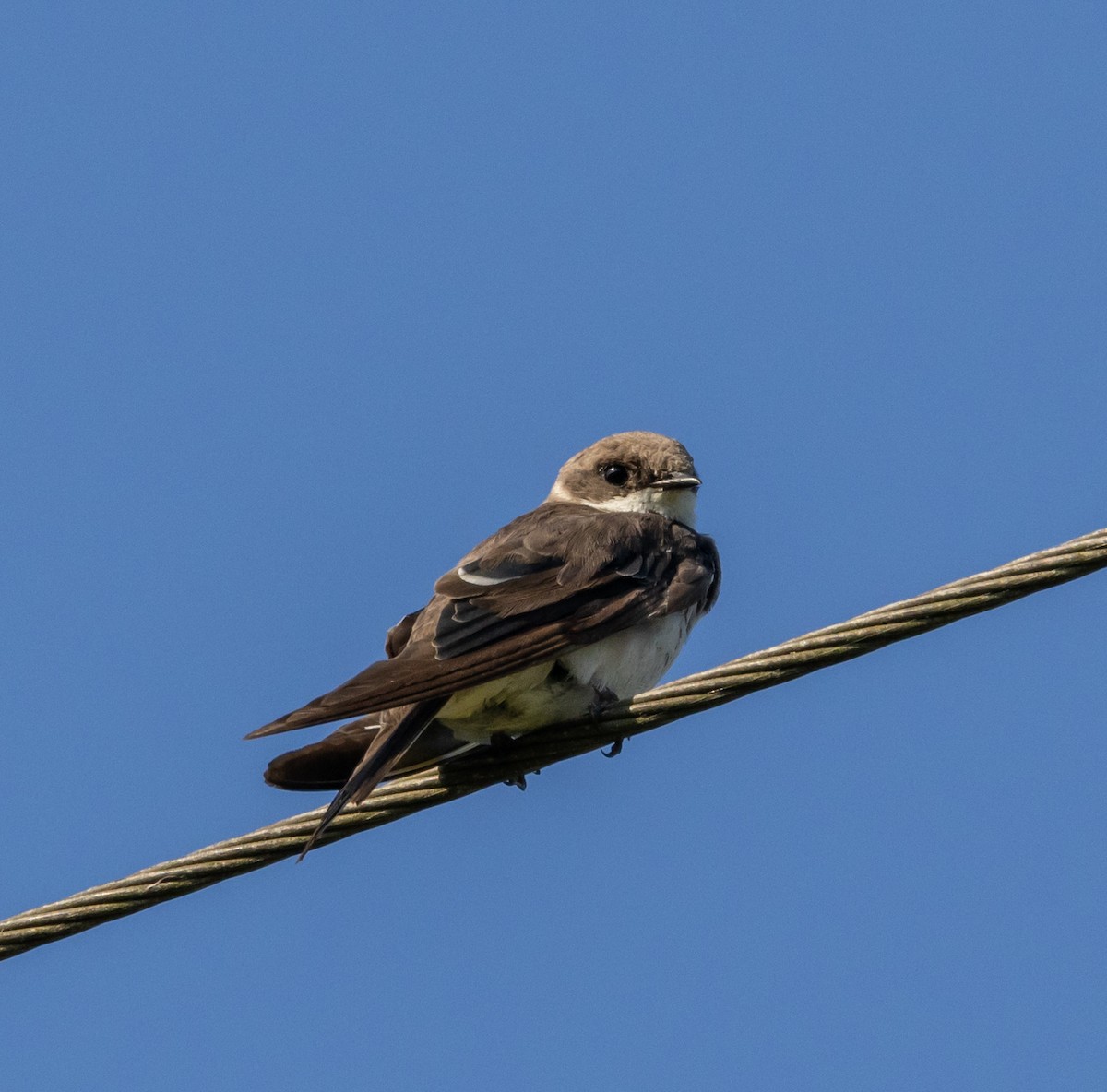 Bank Swallow - ML598918491