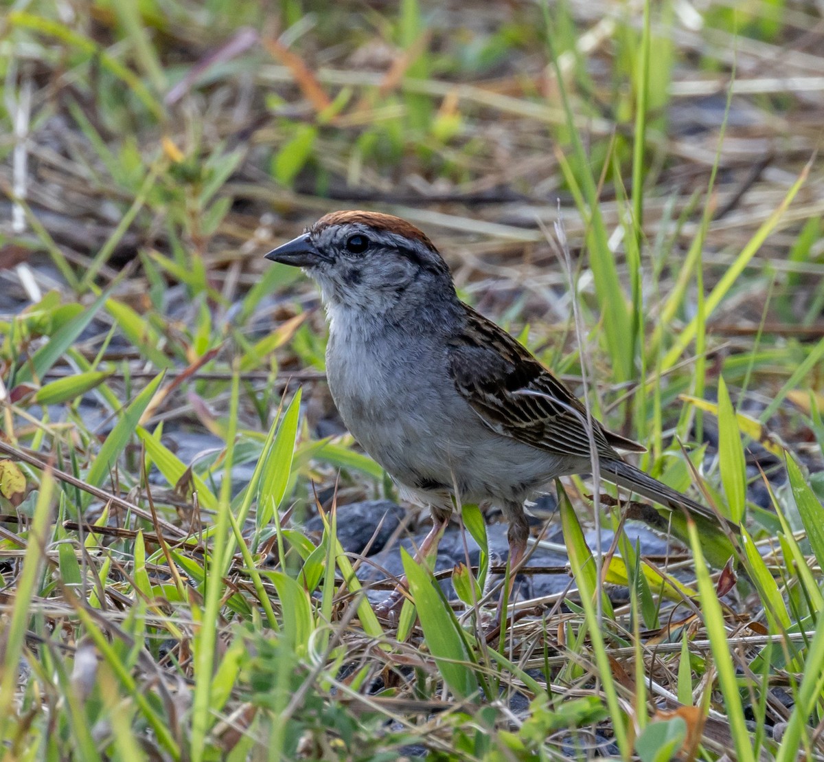 Chipping Sparrow - ML598918671