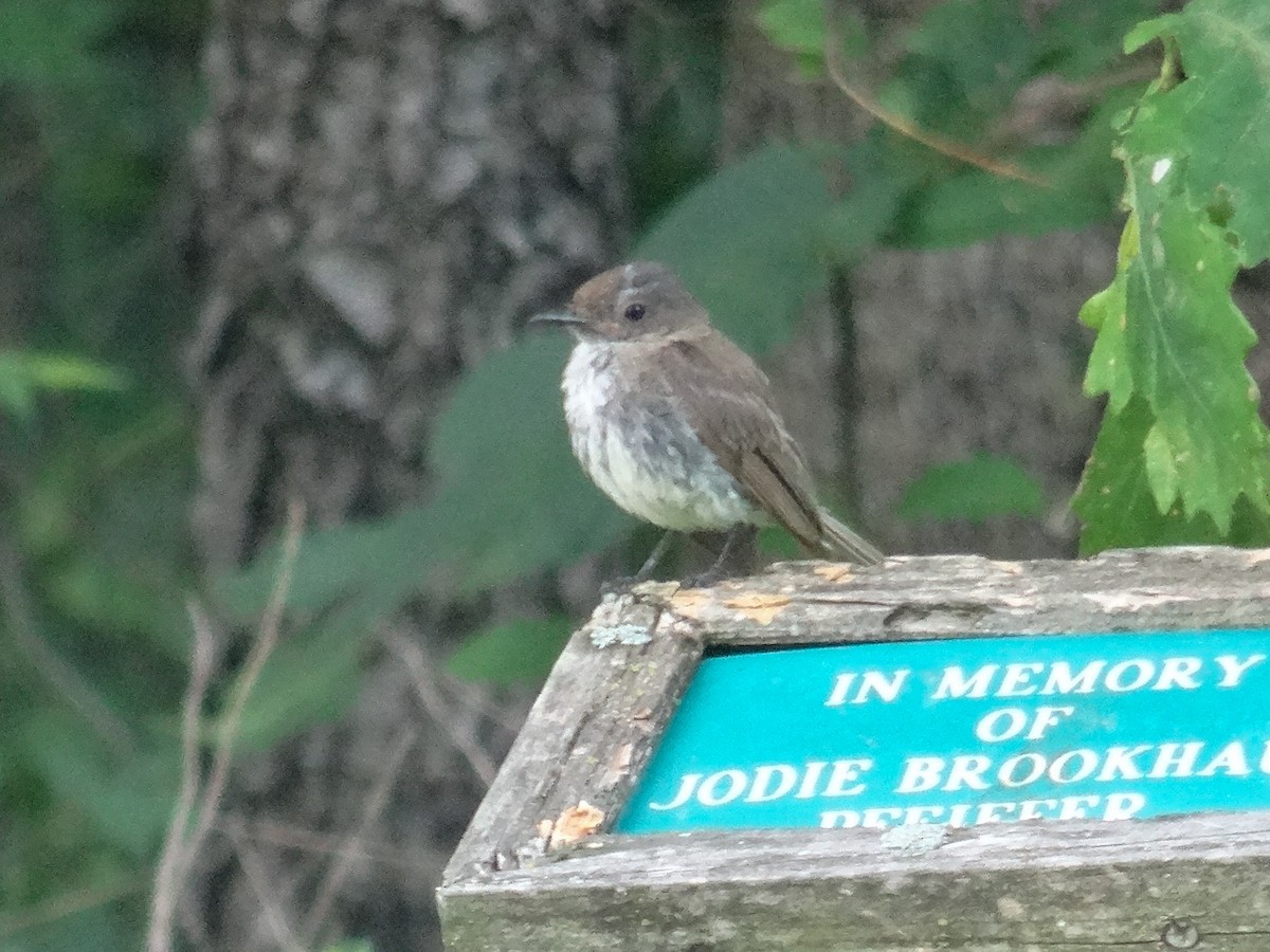 Eastern Phoebe - ML598918951