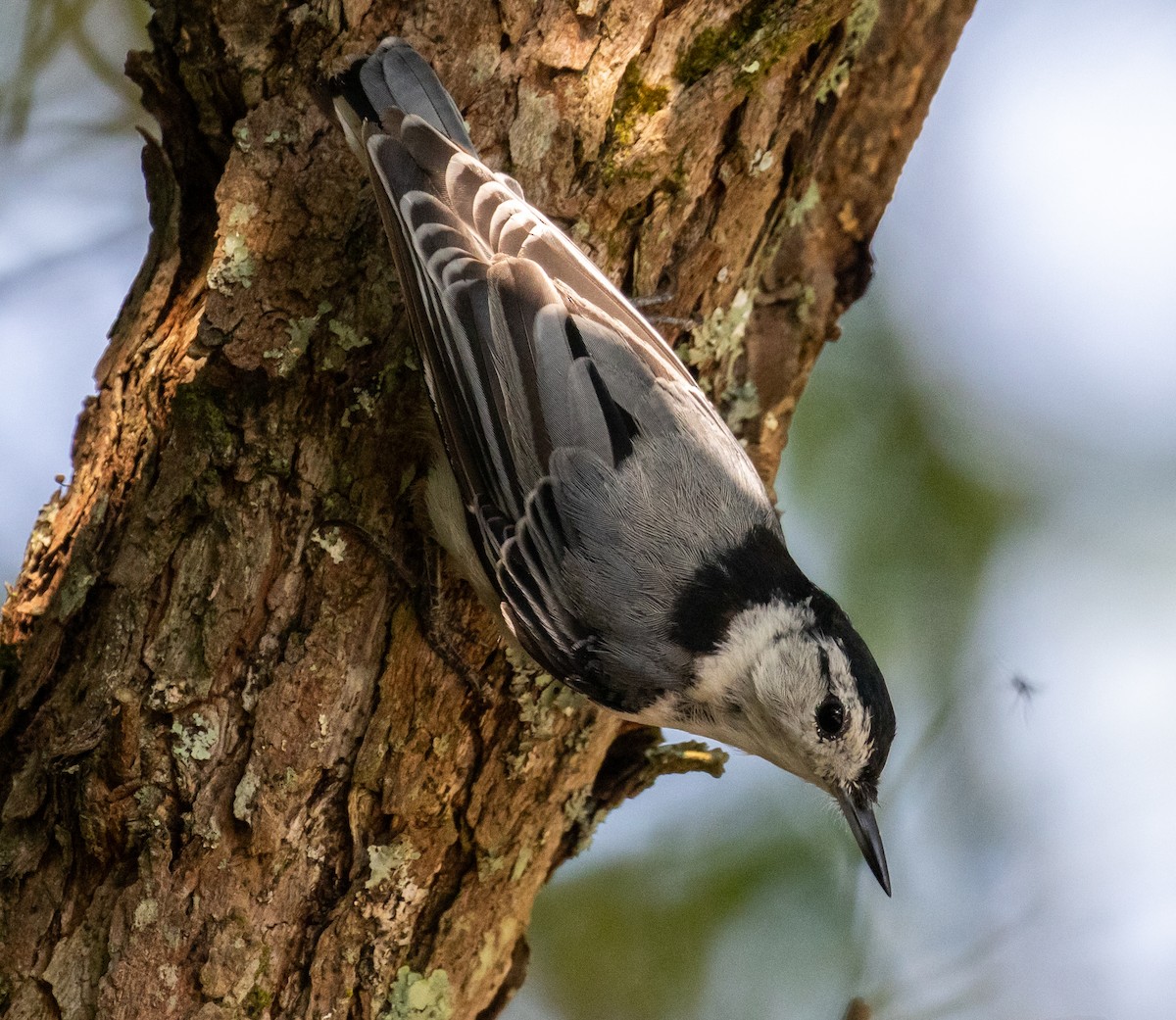 White-breasted Nuthatch - ML598919121