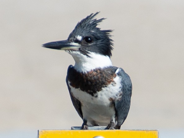 Belted Kingfisher - ML598919311