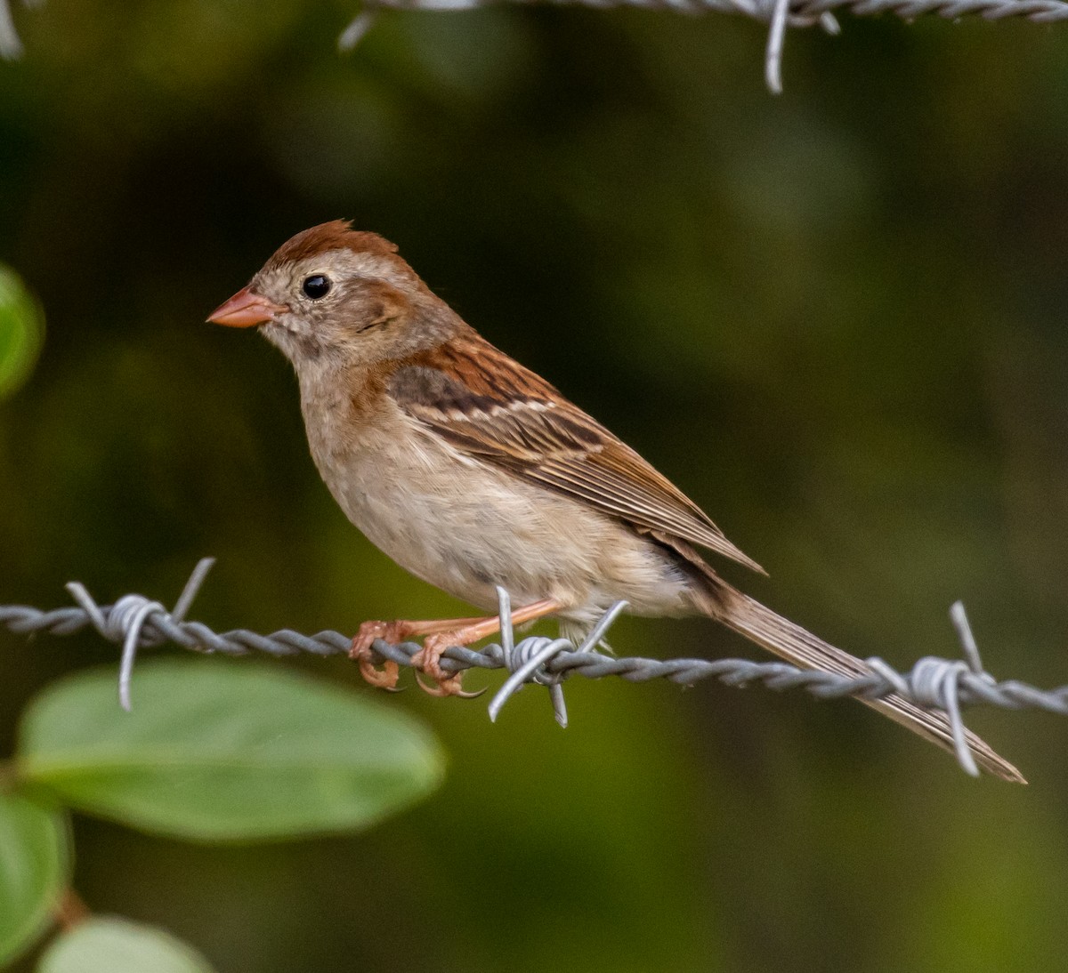 Field Sparrow - Ron Hoff Dollyann Myers