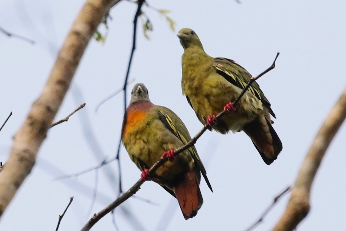 Pink-necked Green-Pigeon - ML598920581