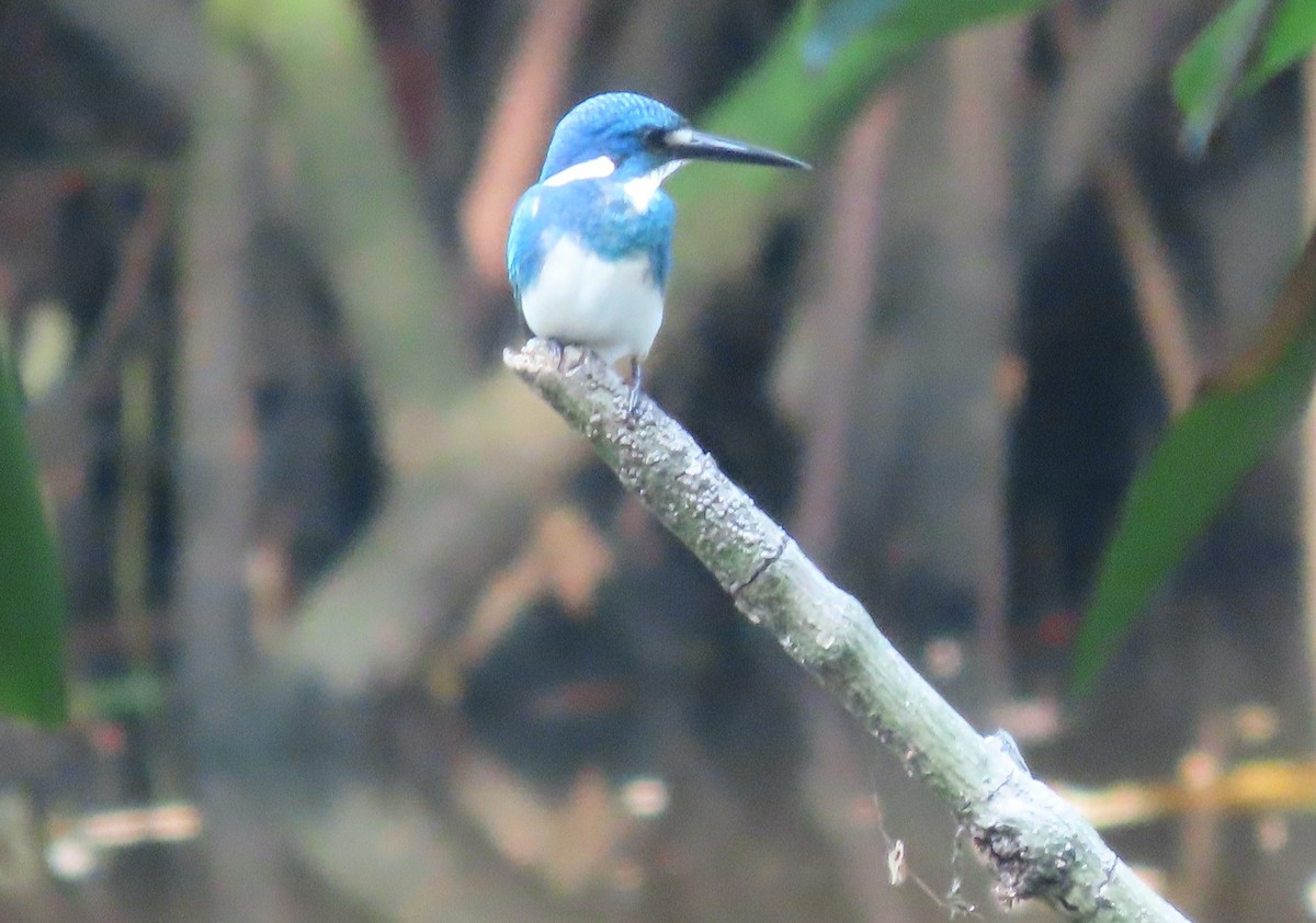 Small Blue Kingfisher - ML598920591