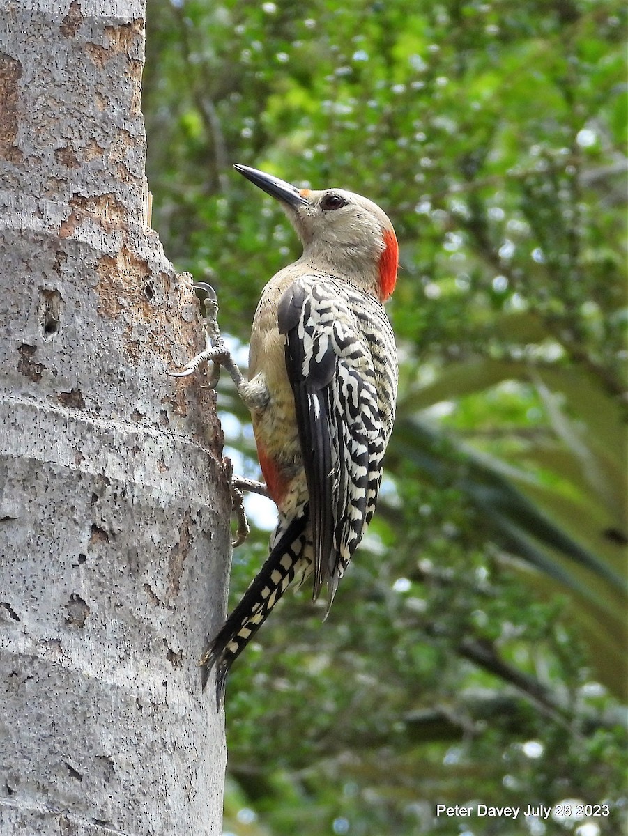 West Indian Woodpecker - ML598922281