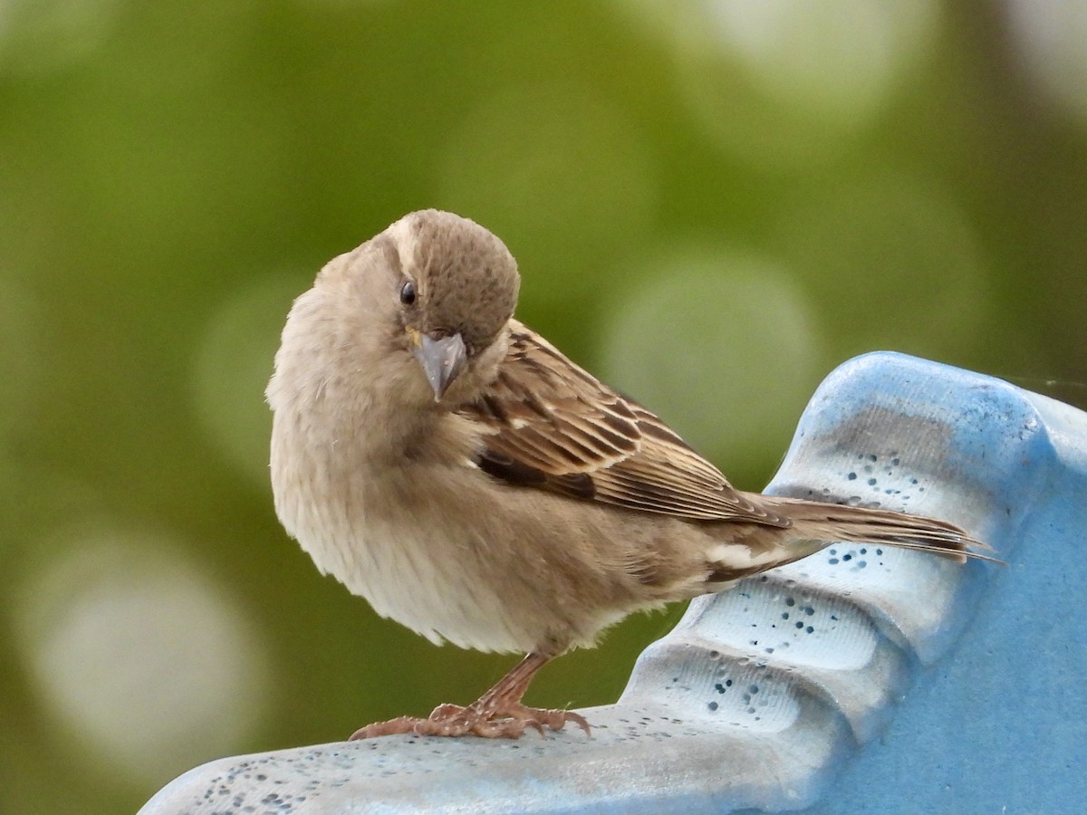 House Sparrow - lil glover