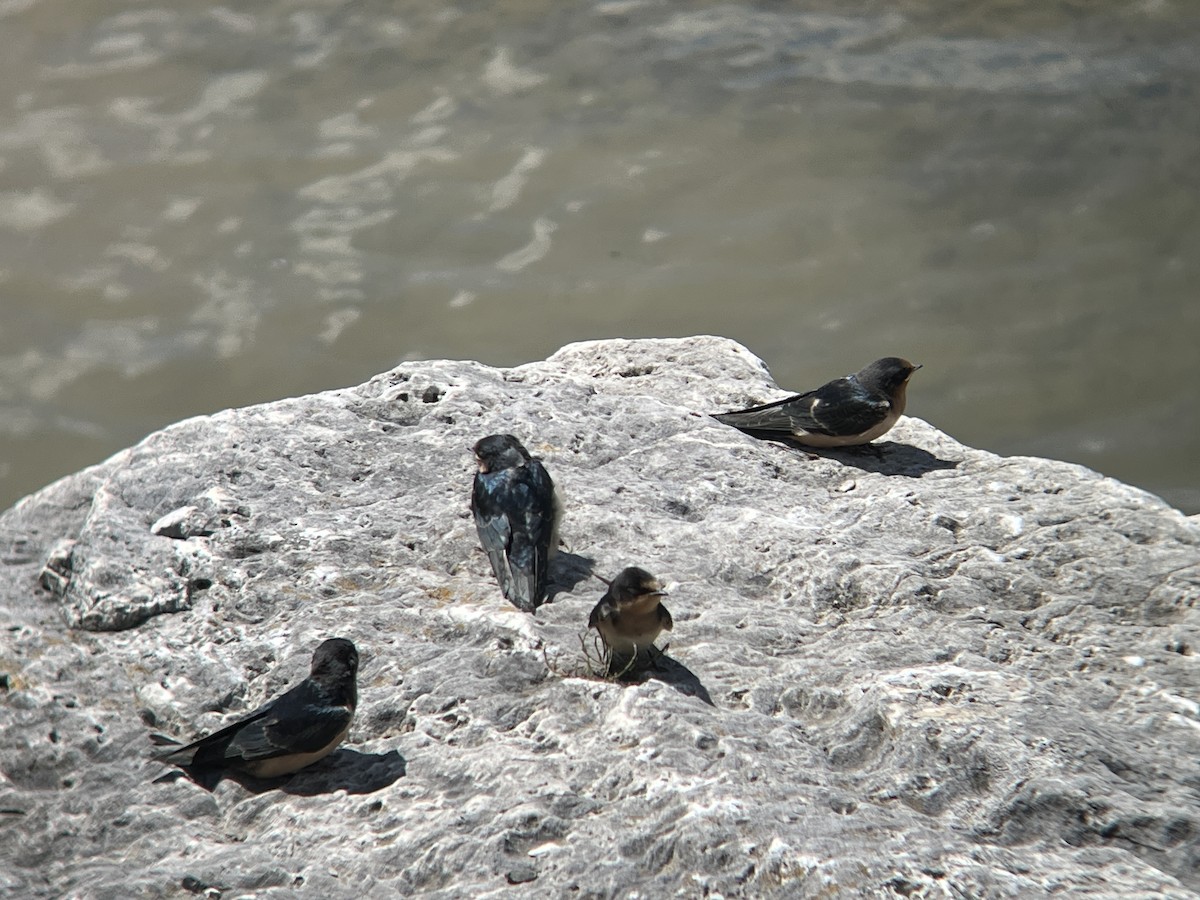 Barn Swallow - ML598923851