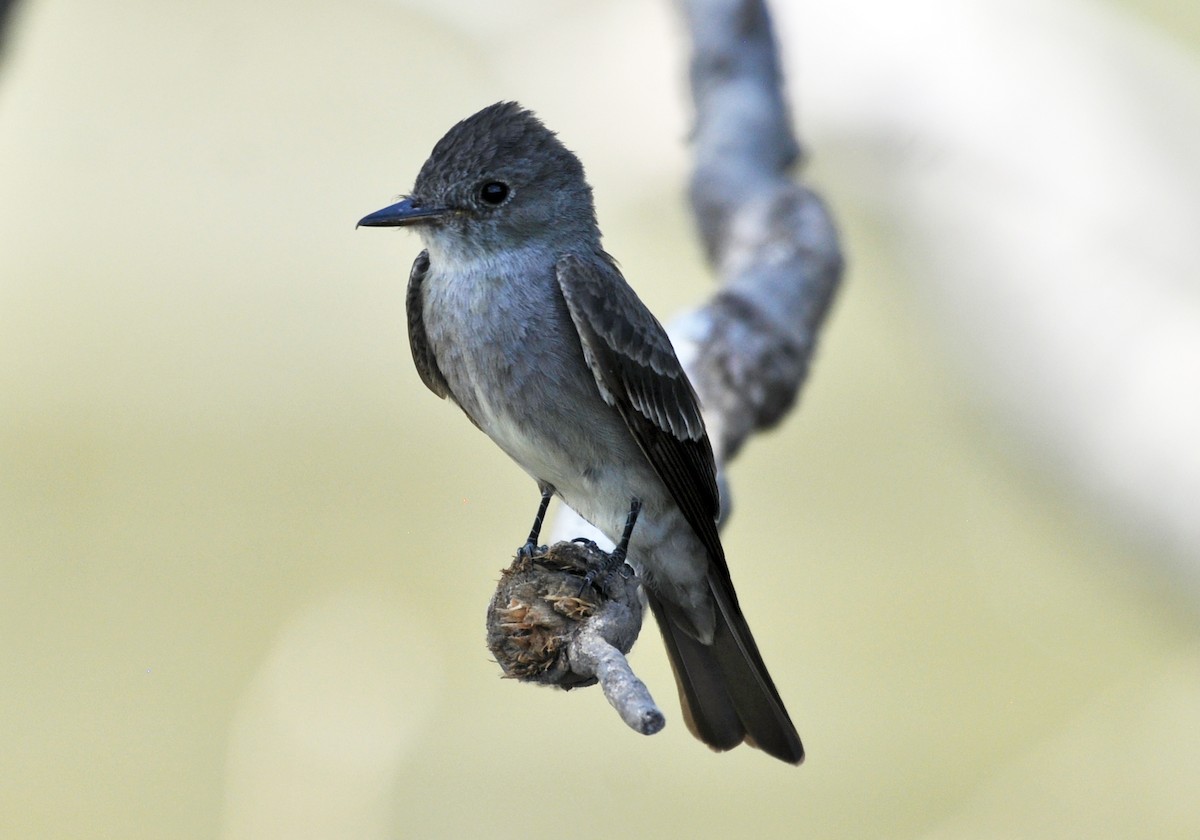 Western Wood-Pewee - ML598924361