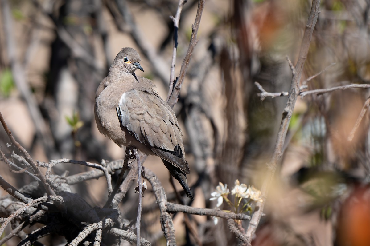 Black-winged Ground Dove - ML598924951