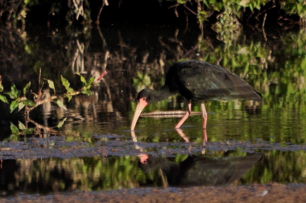 Ibis à face nue - ML598926301