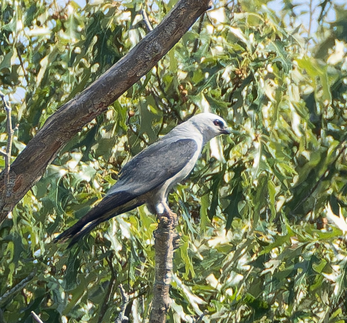 Mississippi Kite - ML598926371