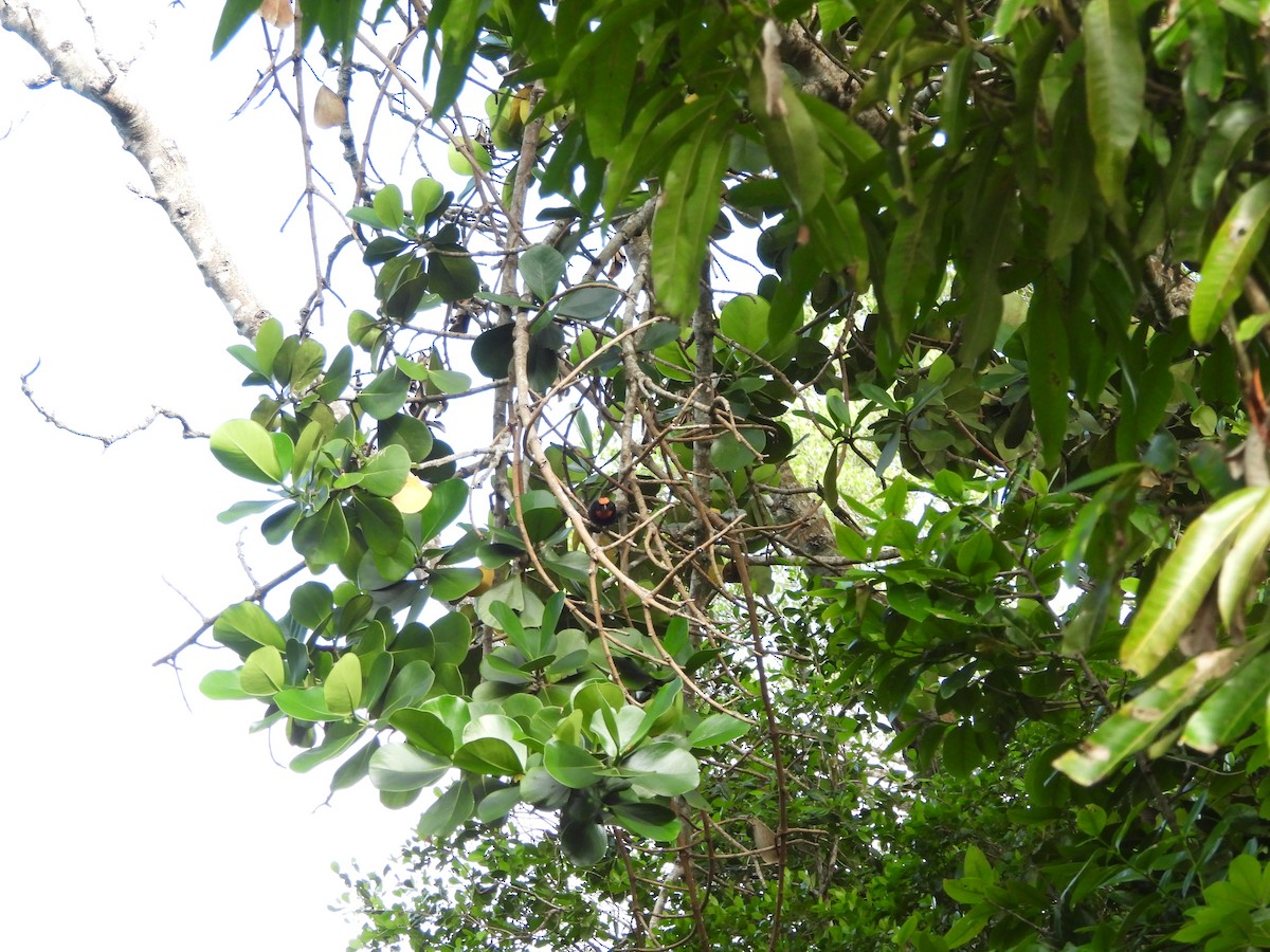 Puerto Rican Bullfinch - ML598927451