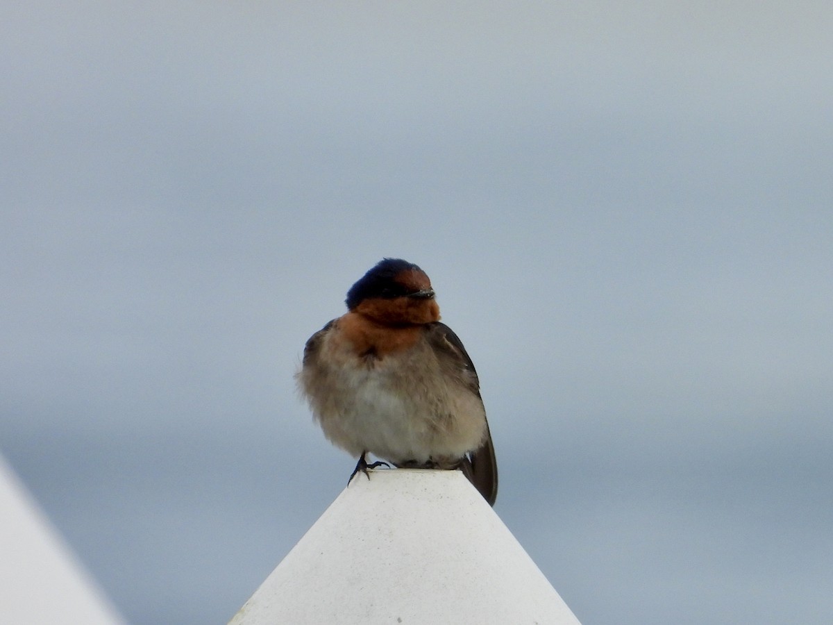 Welcome Swallow - ML598928341