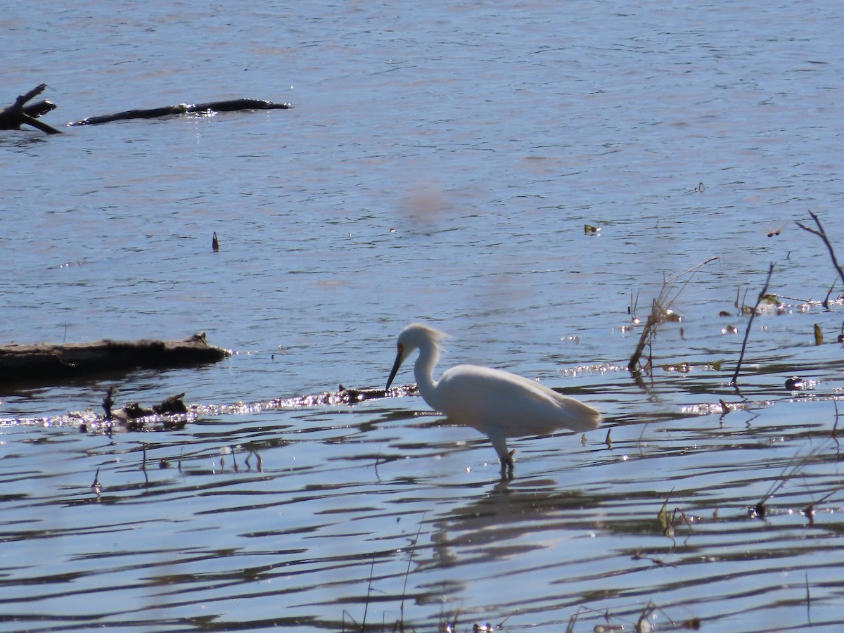 Snowy Egret - Jill Holden