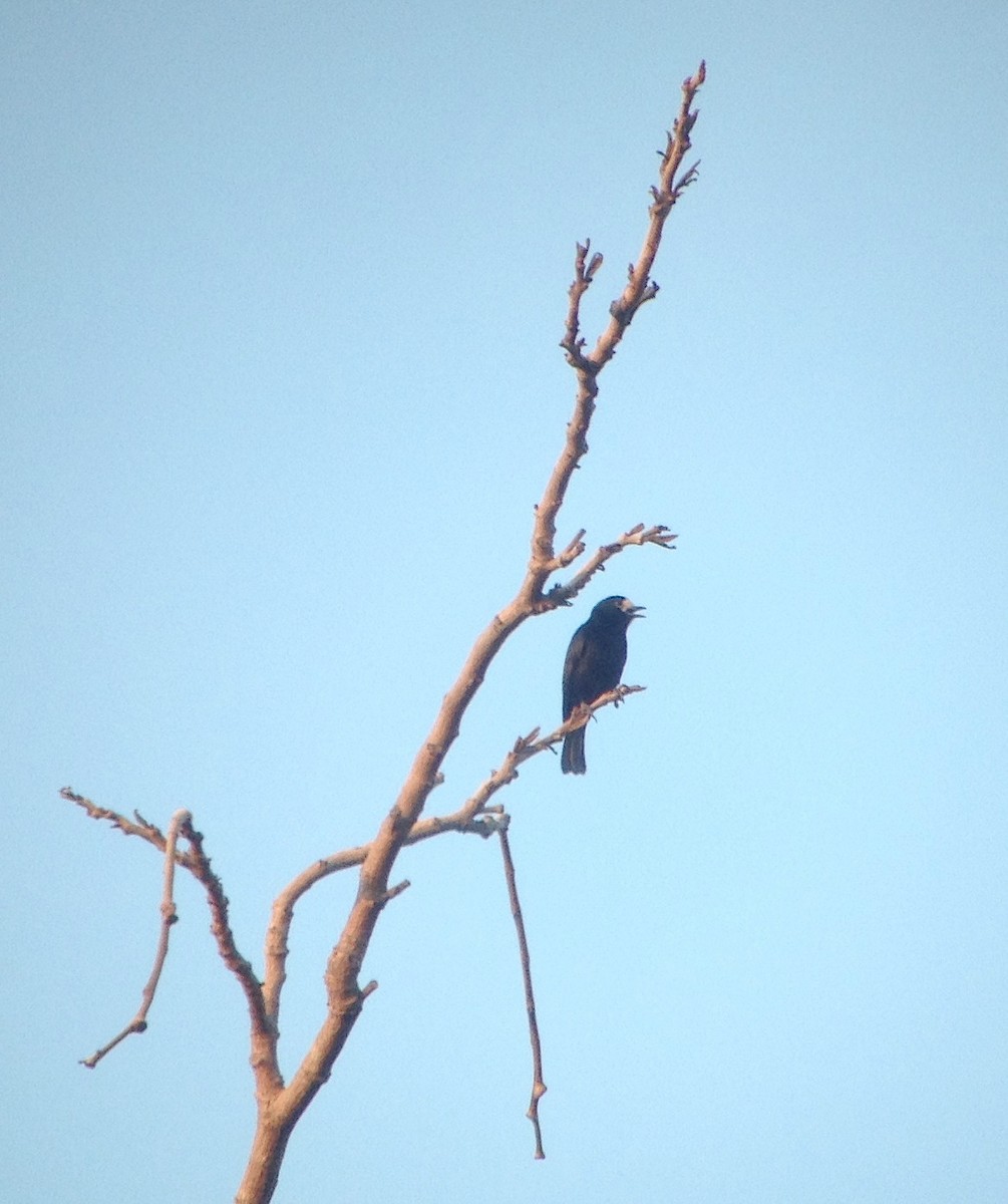 White-fronted Tit - ML59892911