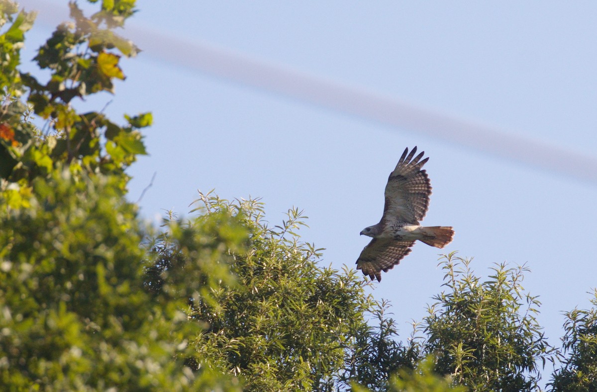 Red-tailed Hawk - ML598929221