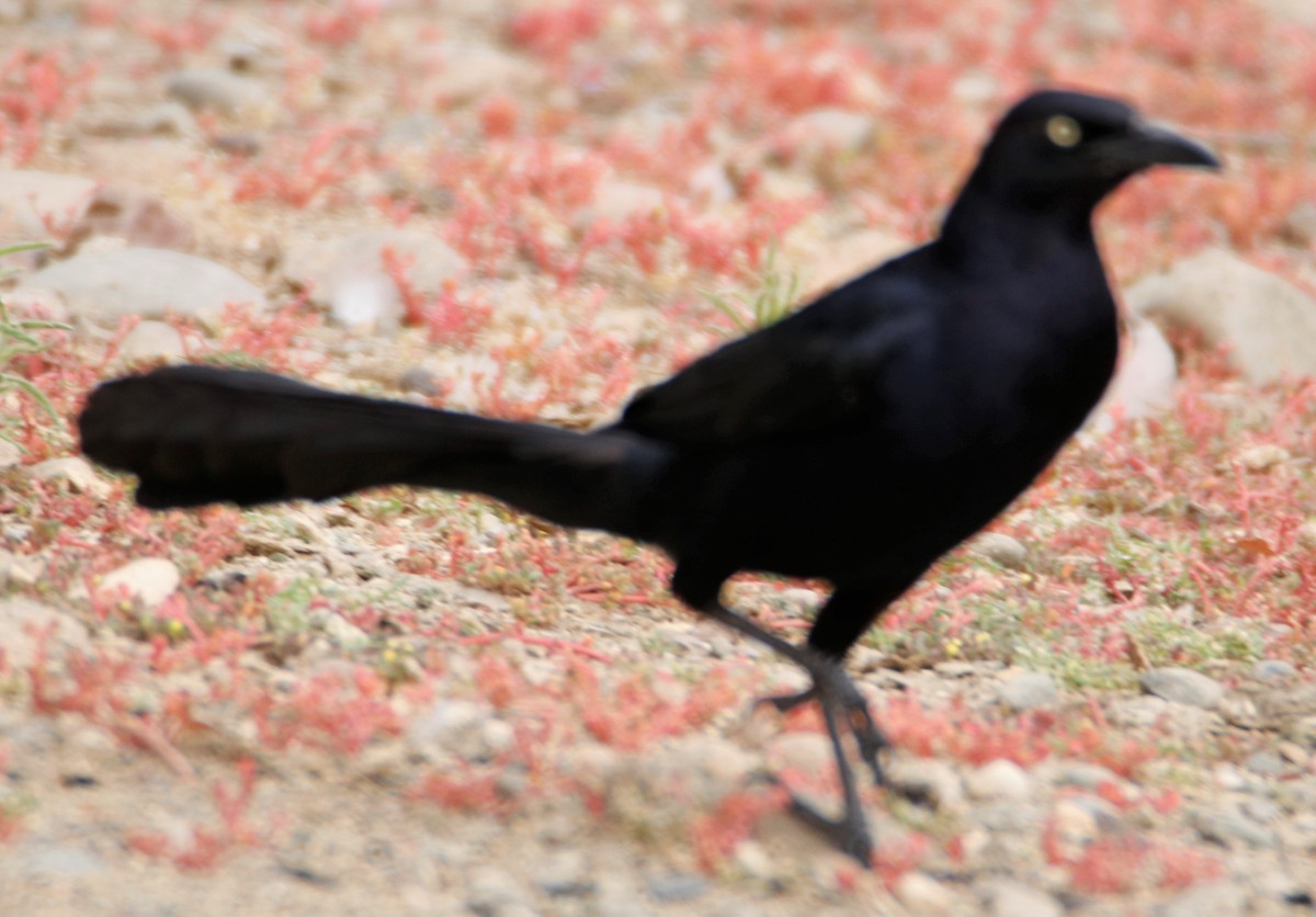Great-tailed Grackle - ML598929691
